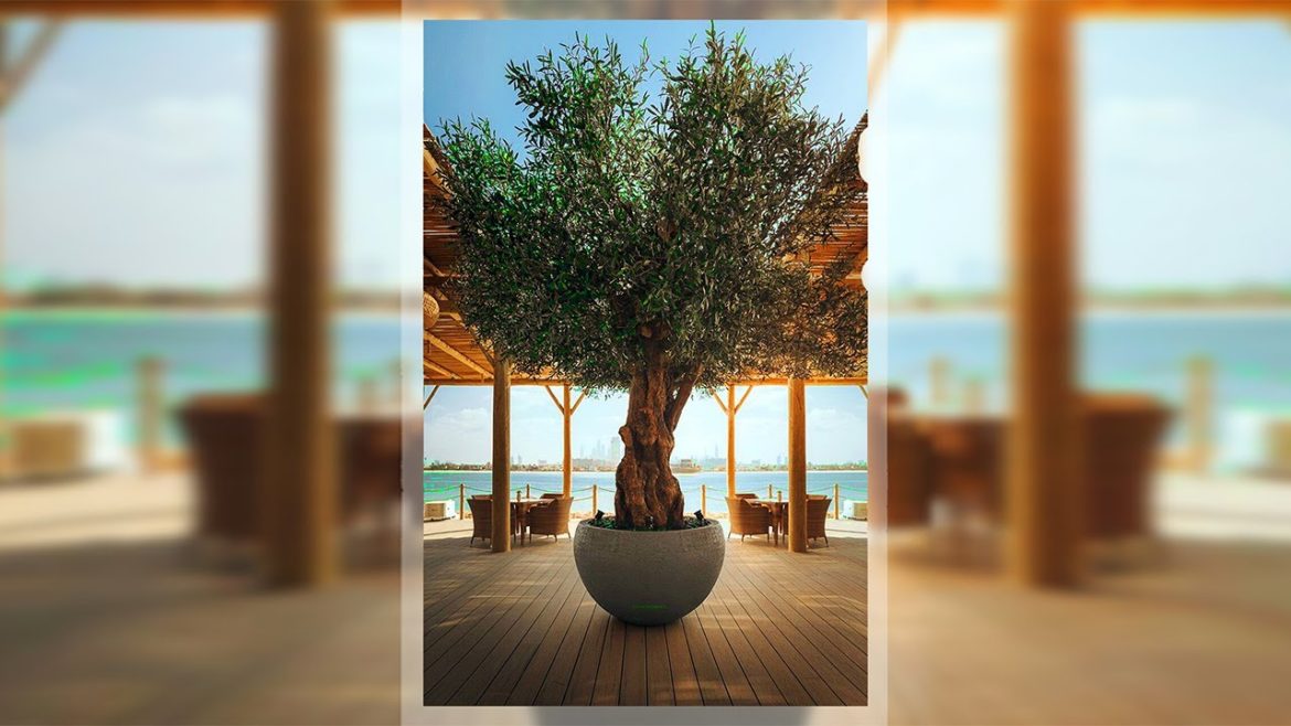 ๐Bespoke artificial olive trees๐ Dubai, UAE – Green Art Factory ๐Bespoke artificial olive trees๐ Dubai, UAE - Green Art Factory