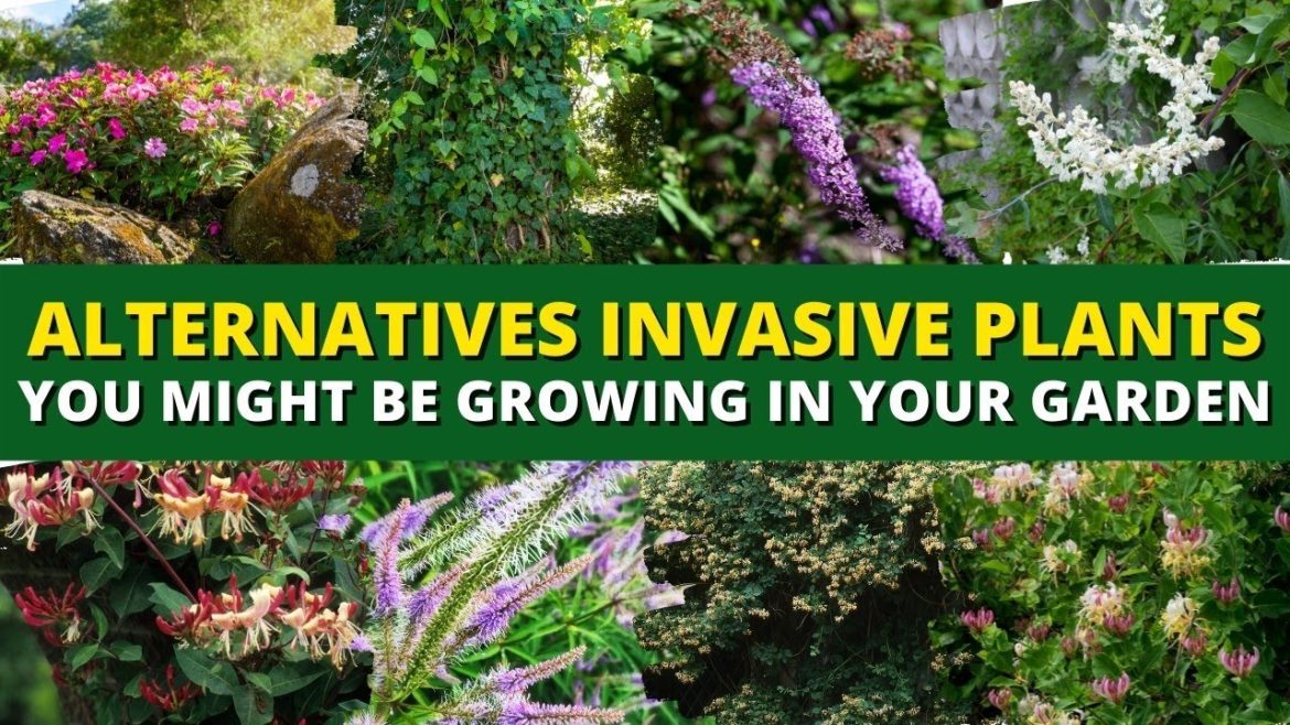 5 Native Alternatives to Invasive Plants You Might Be Growing in Your Garden 🍃🌿