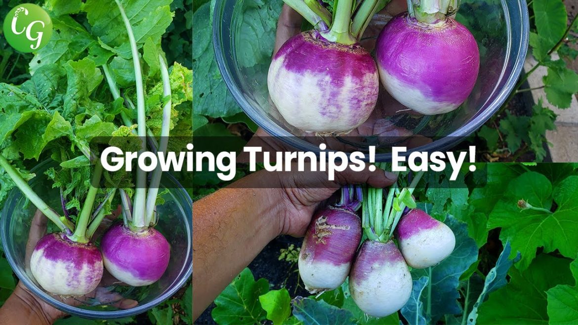 How To Grow Turnips – Growing Turnip in Raised Beds & Containers How To Grow Turnips - Growing Turnip in Raised Beds & Containers