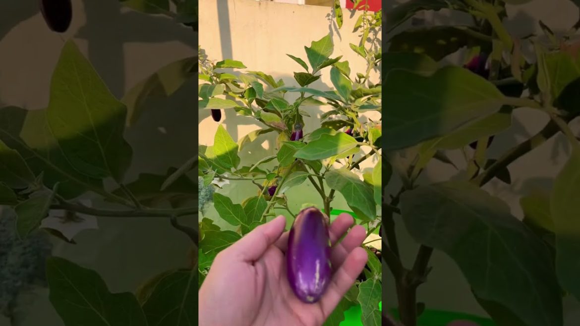 Organic brinjal on terrace garden #shorts