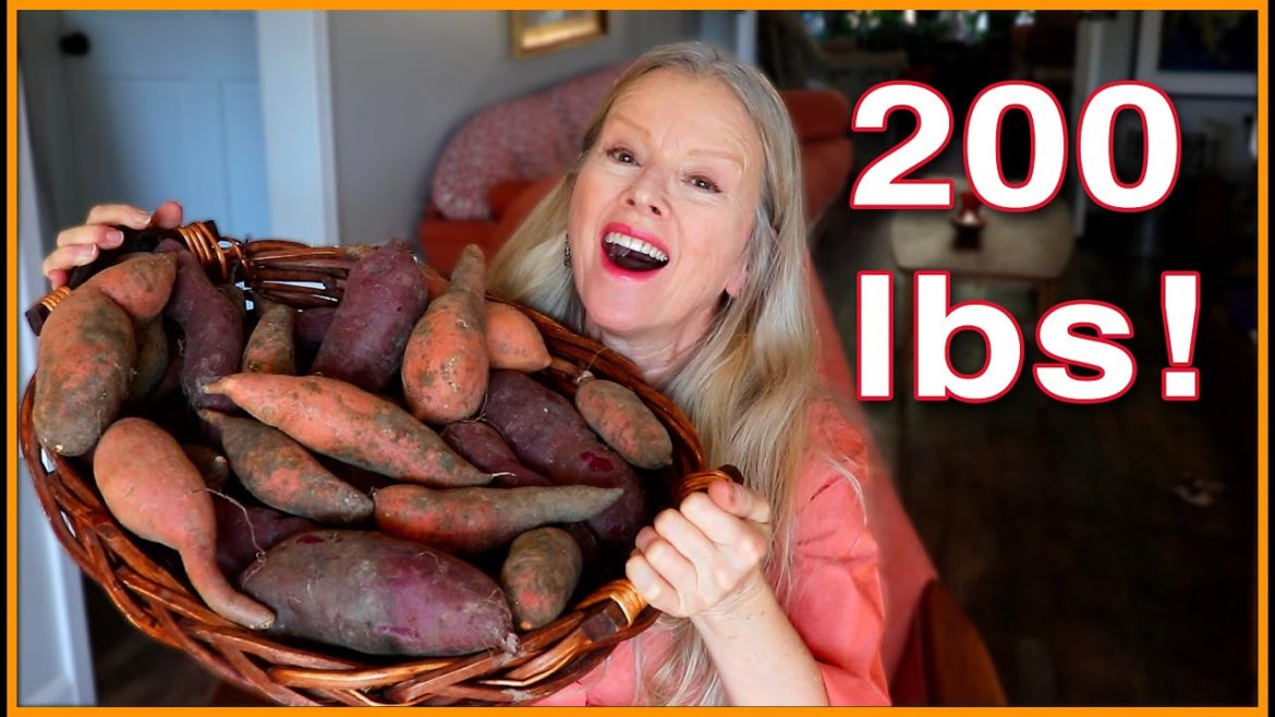I Grew Sweet Potatoes TWO WAYS (start to finish) Which was better?