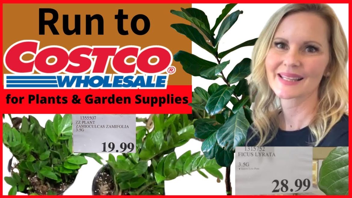 Costco ZZ Plants CHEAP Fiddle Leaf Fig Trees | Garden Supplies with MOODY BLOOMS