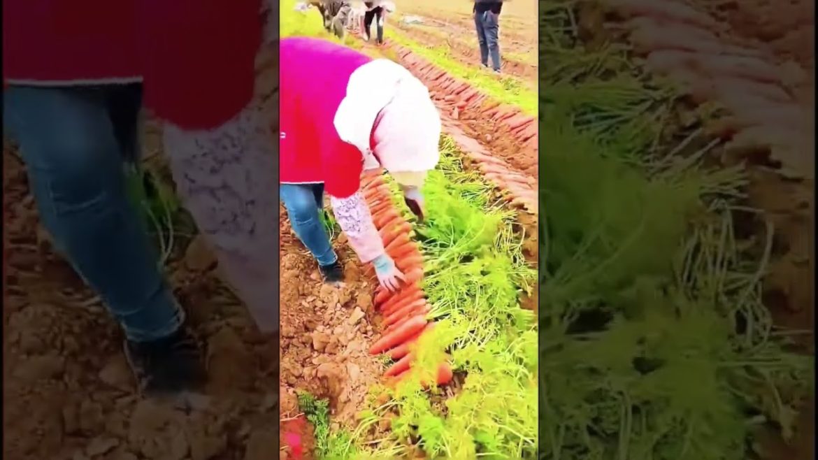 Let's Feels Attractive asmr Carrot Field 😲😲😲#shorts .