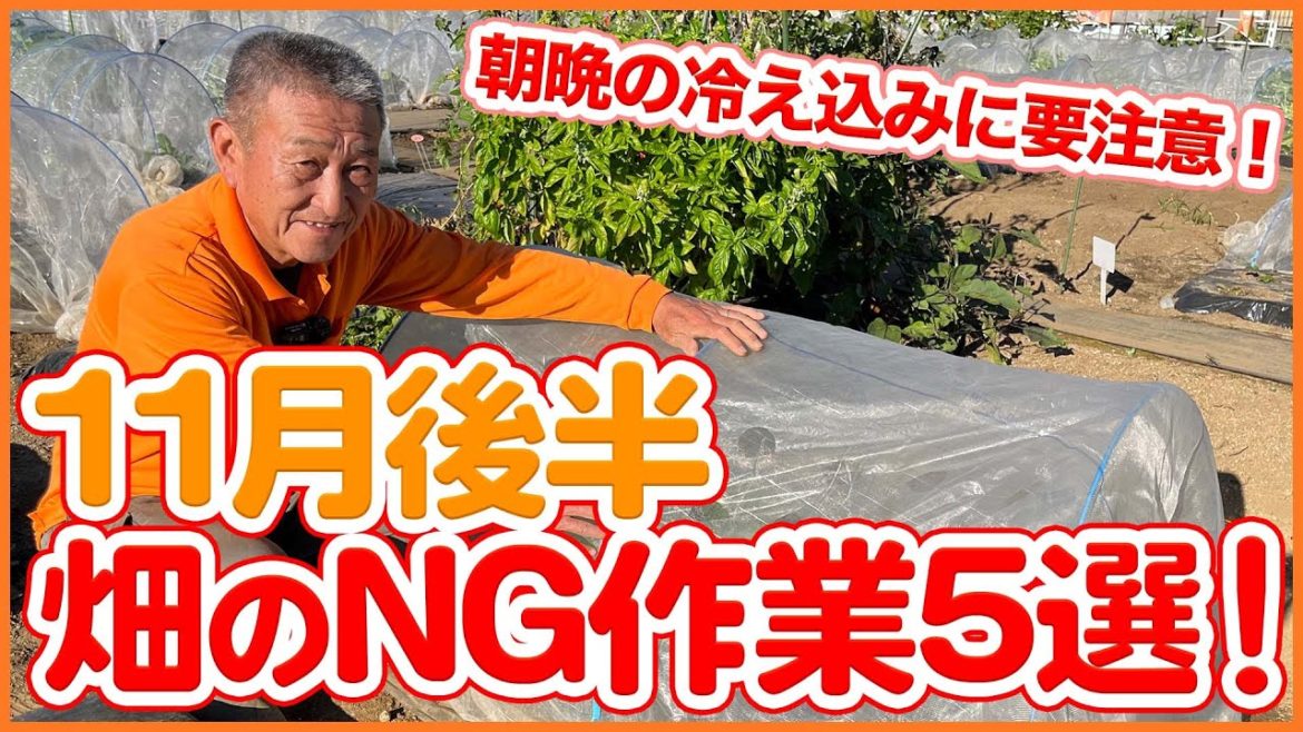 家庭菜園や農園の冬野菜栽培で冬前にやってはダメ!?11月後半の畑NG作業5選!寒さ本番前の重要作業を解説!/The cause of the failure of winter vegetables! 家庭菜園や農園の冬野菜栽培で冬前にやってはダメ!?11月後半の畑NG作業5選!寒さ本番前の重要作業を解説!/The cause of the failure of winter vegetables!