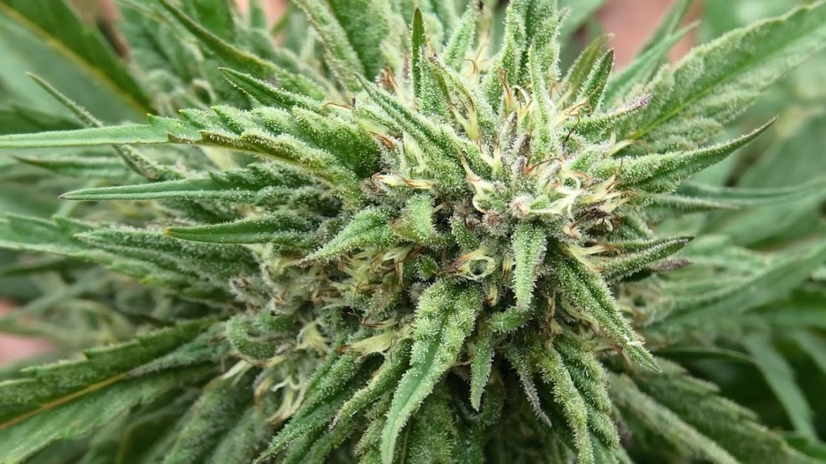 Farmer Dan's Outdoor Garden 2022