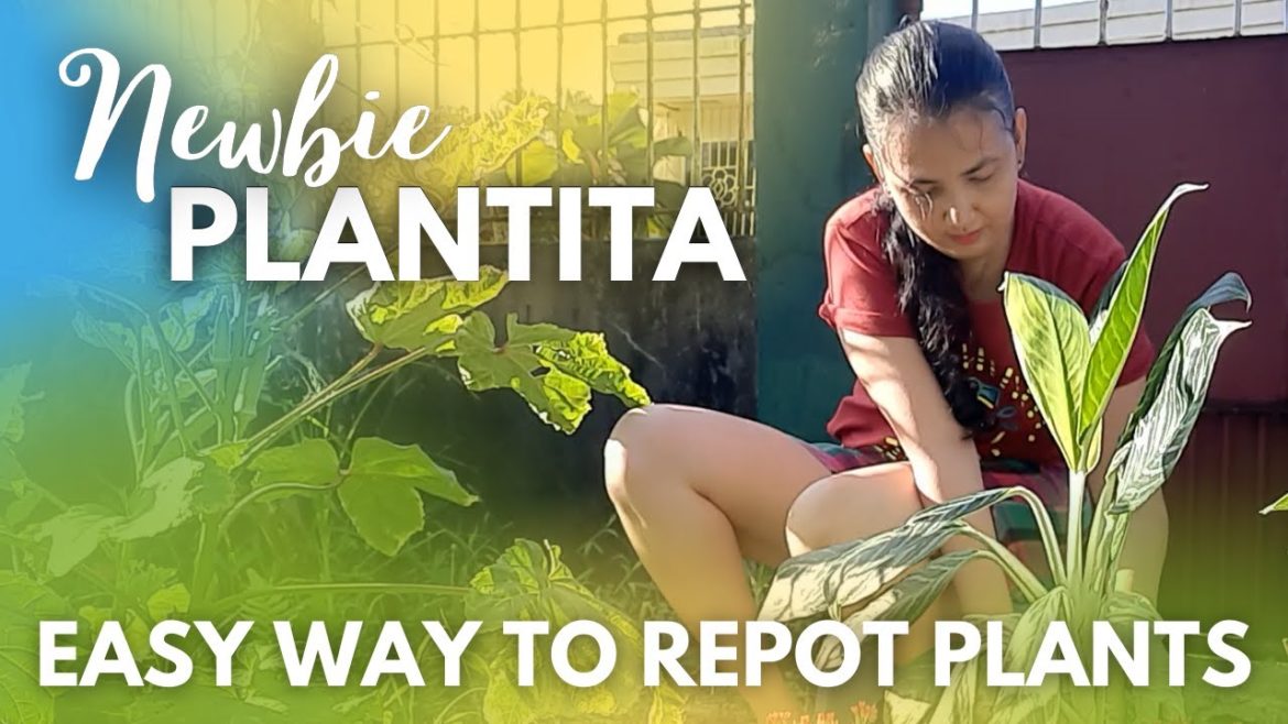 Simple Home Gardening Tips  |  Easy Way to Repot Plants  |  Newbie Plantita  |  Plant Stand Unboxing