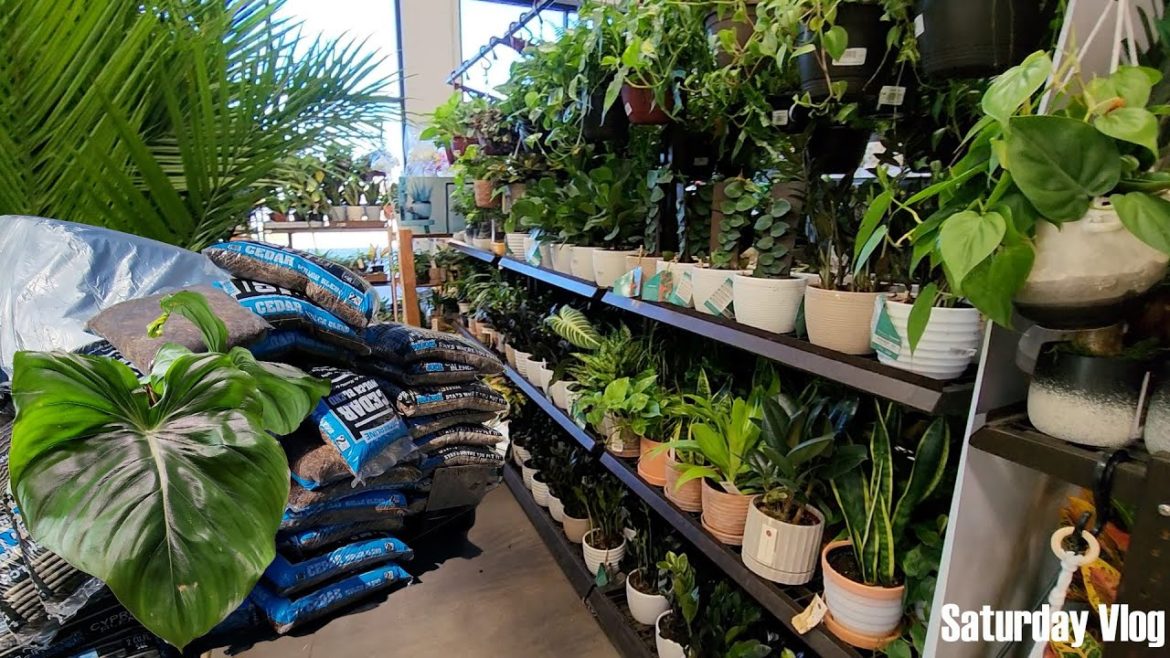 Lowes || Humidifier Dandruff || Philodendron Dean Mcdowell || Cold Plant Shipment || Saturday Vlog