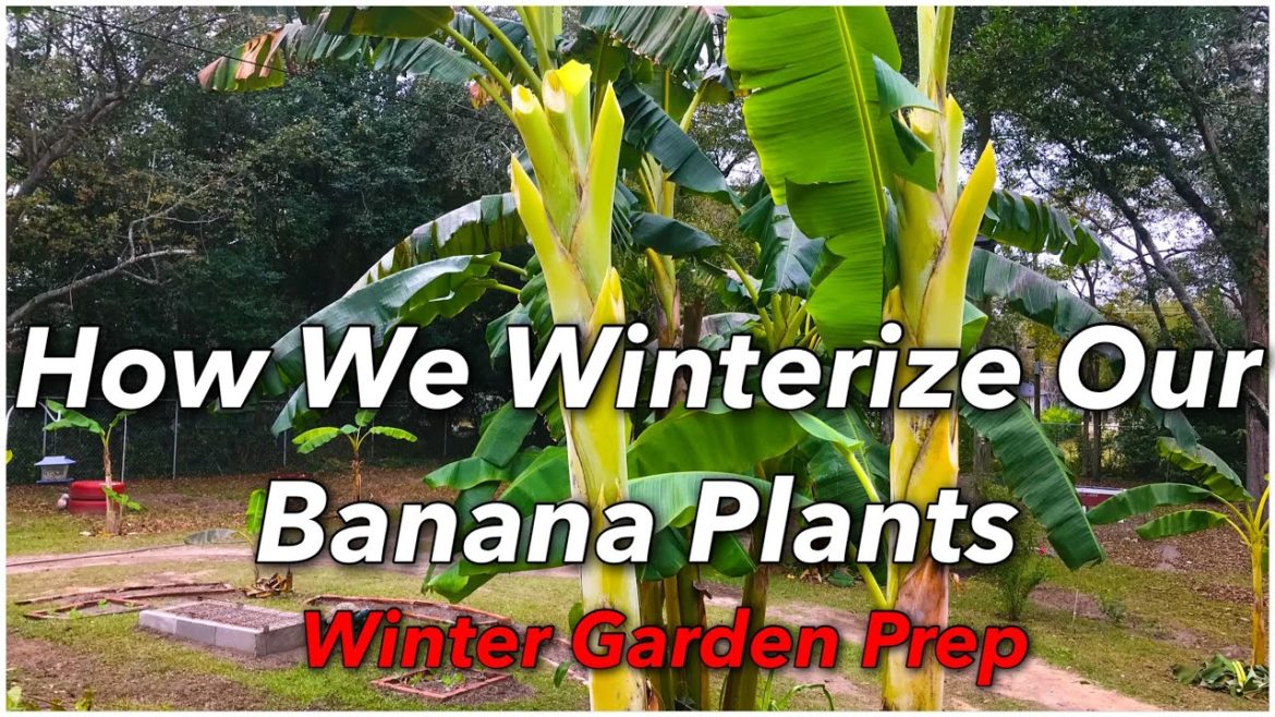 How We Winterize Our Banana Plants