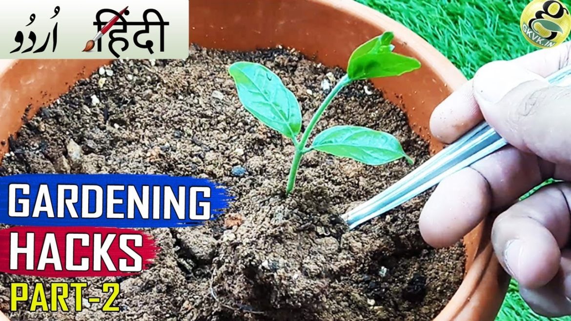 GARDENING TIPS in Hindi  : SEED HACKS Part 2: TOP 25 Garden Hacks - Seeds & Seedlings