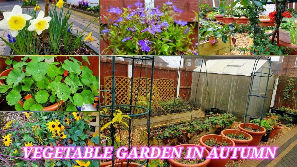 Backyard garden tour November 2022 ~ Vegetable garden tour in Autumn ~ Planting Daffodils