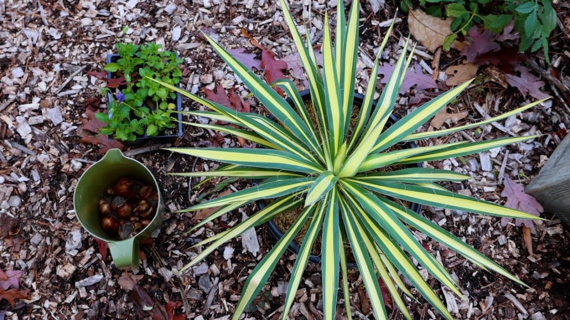 Winter Interest Container Planting – ‘Color Guard’ Yucca + Daffodils Winter Interest Container Planting - ‘Color Guard’ Yucca + Daffodils