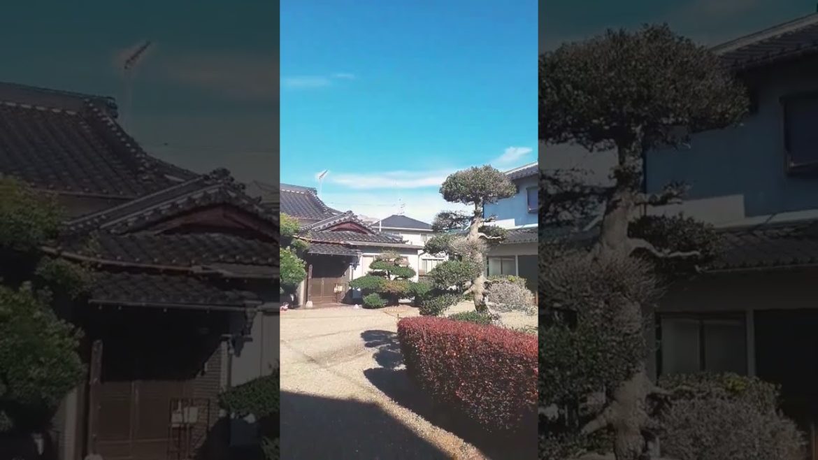 Japanese bonsai trees