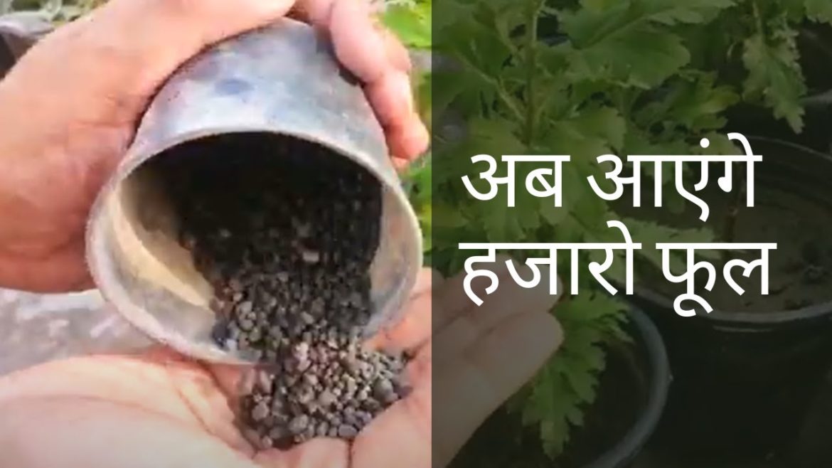 How to get thousands of flower on chrysanthemum || गुलदावदी से हजारों फूल कैसे पाऐं? || Use DAP How to get thousands of flower on chrysanthemum || गुलदावदी से हजारों फूल कैसे पाऐं? || Use DAP
