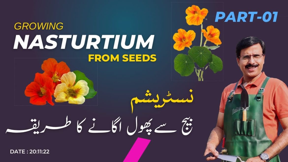 How to grow Nasturtium from seeds _ part 01 How to grow Nasturtium from seeds _ part 01