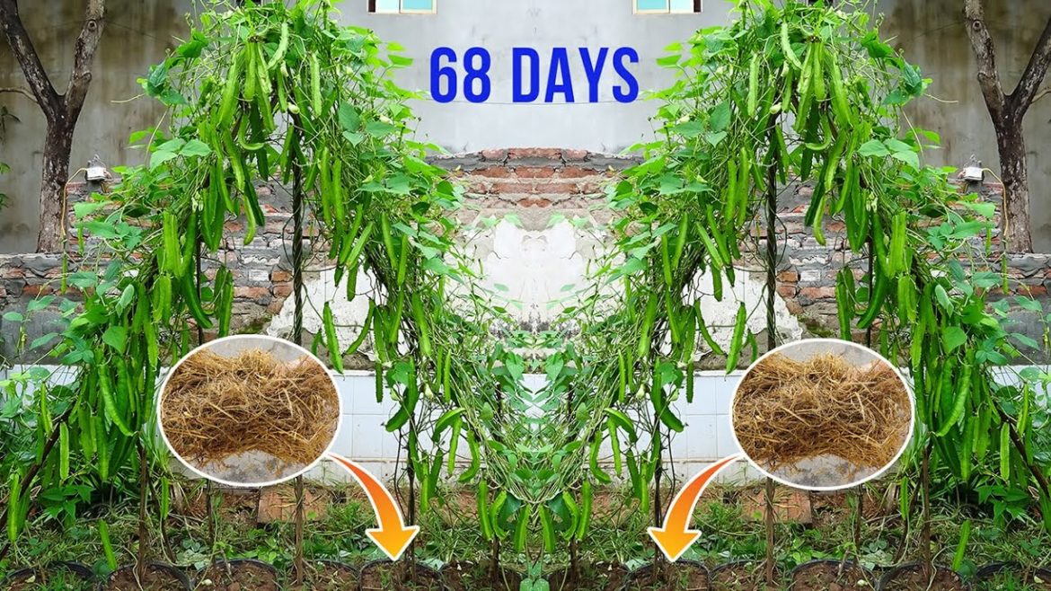 How to grow dragon beans at home with straw - Many fruits - Very delicious to eat