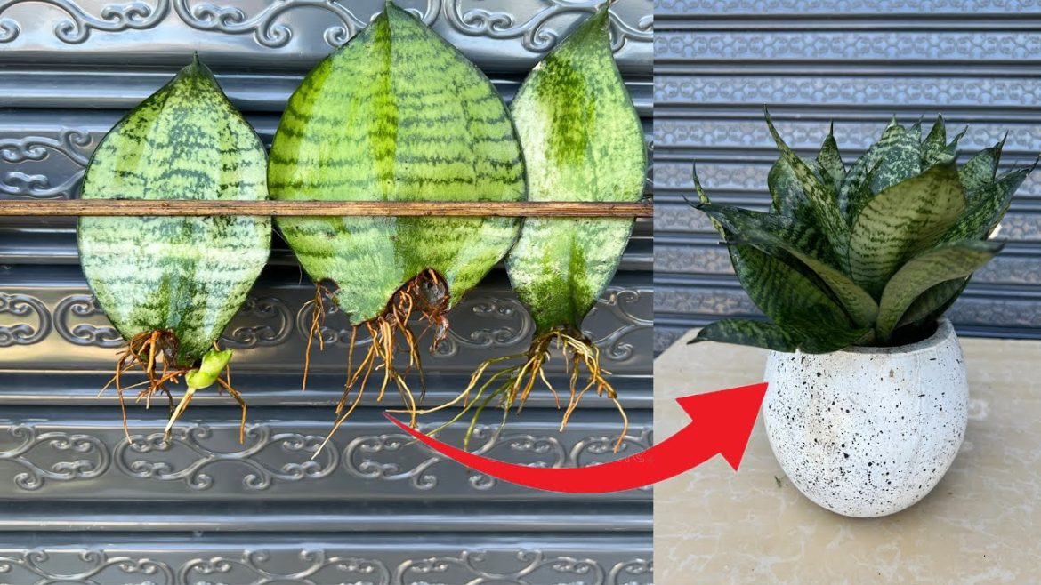 AMAZING GROWING SNAKE PLANTS IN WATER AND GET UNBELIEVABLE RESULTGarden Tips. AMAZING GROWING SNAKE PLANTS IN WATER AND GET UNBELIEVABLE RESULTGarden Tips.