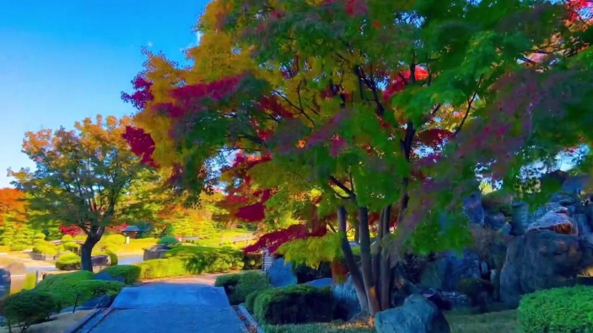 Momiji Viewing at HANATAEN Japanese Garden #momiji #hanataen #foliageautumn