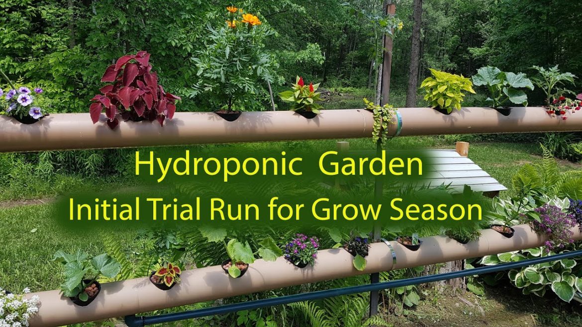 Hydroponics Backyard Garden 2020 -  Initial Trial Run Explained
