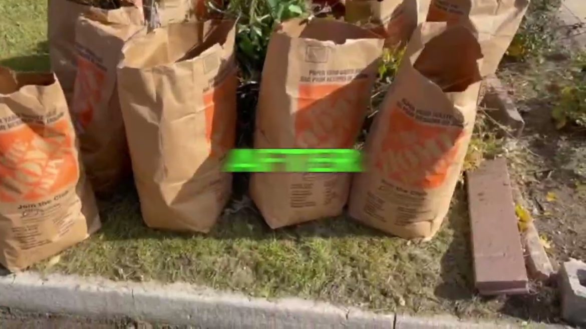 Garden Design and Renovation