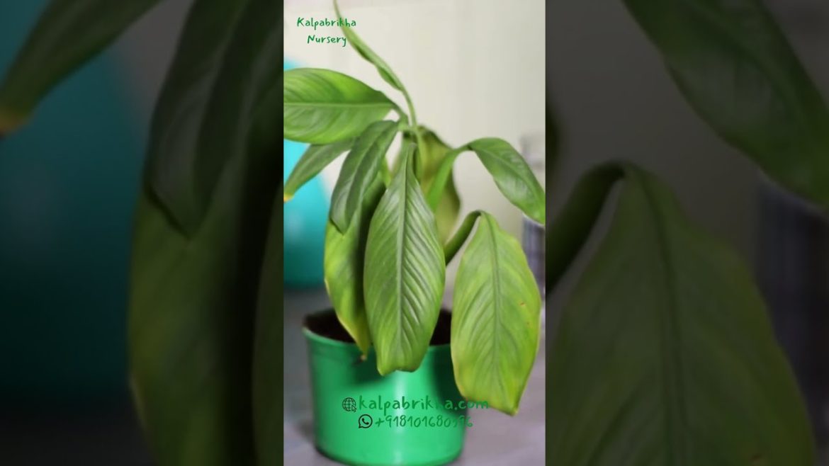 Peace Lilly: How to Grow Them #peacelily #lilly #peacelilly Peace Lilly: How to Grow Them #peacelily #lilly #peacelilly