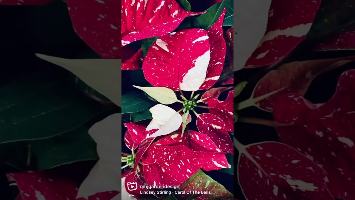 Holiday Pop-Up Market • MHJ Garden Design