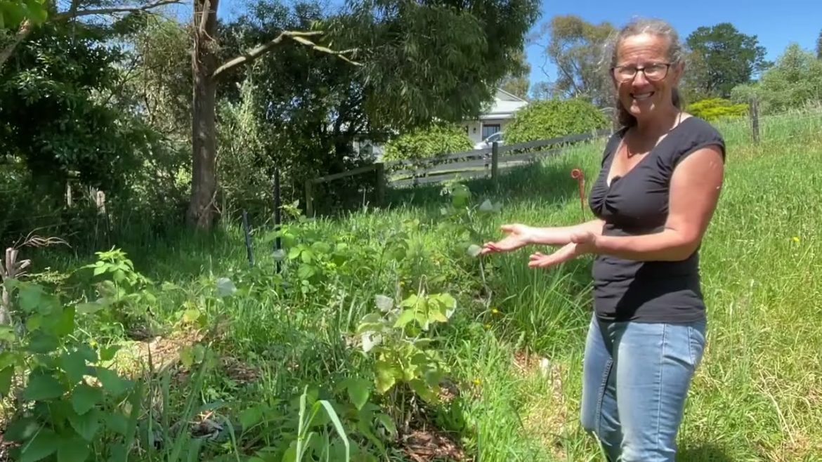 Sharing in Abundance to Extend a Raspberry Patch | Permaculture Life