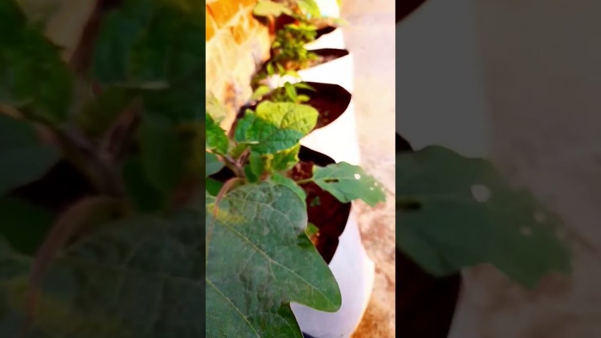 meri sabjiya #gardening #terracegarden #tips