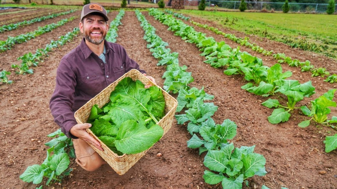 Watch What We Do With The 1st HUGE Harvest From The Fall Garden!