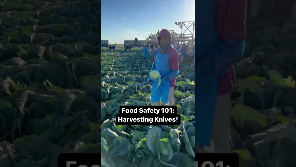Food Safety of Harvesting Knives for Leafy Greens Food Safety of Harvesting Knives for Leafy Greens