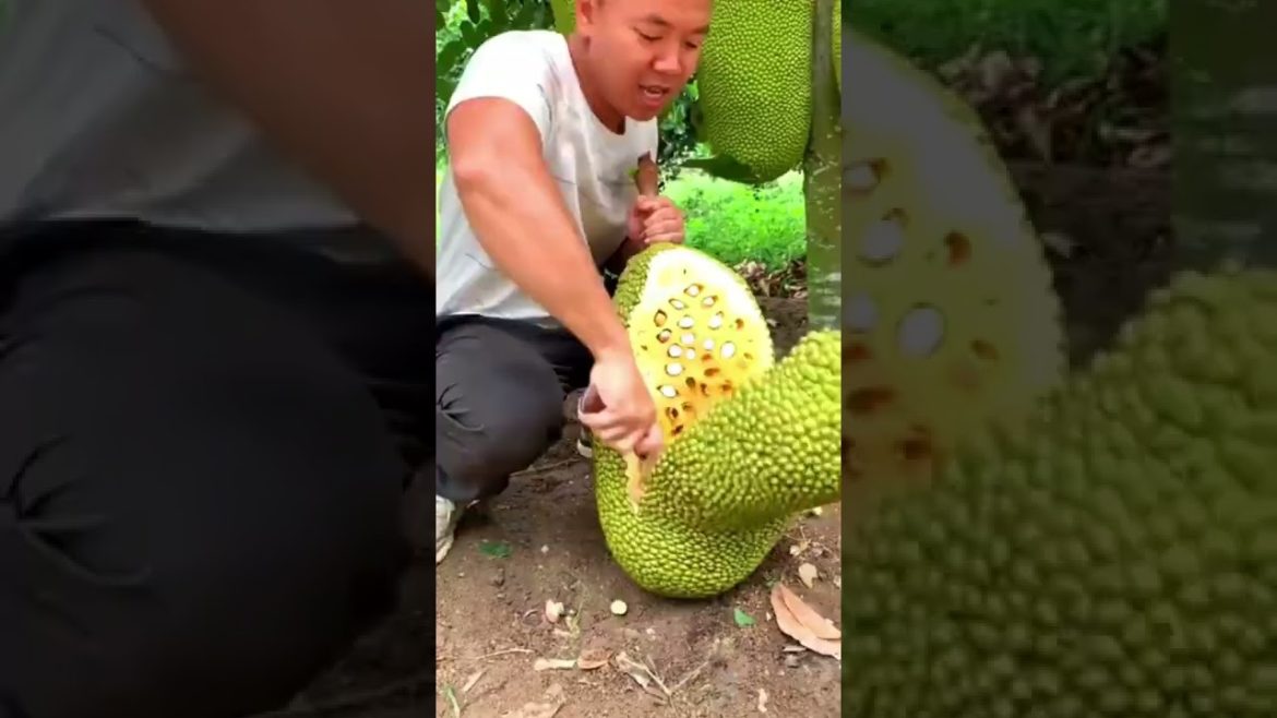 Gardening Techniqs 2 #shorts