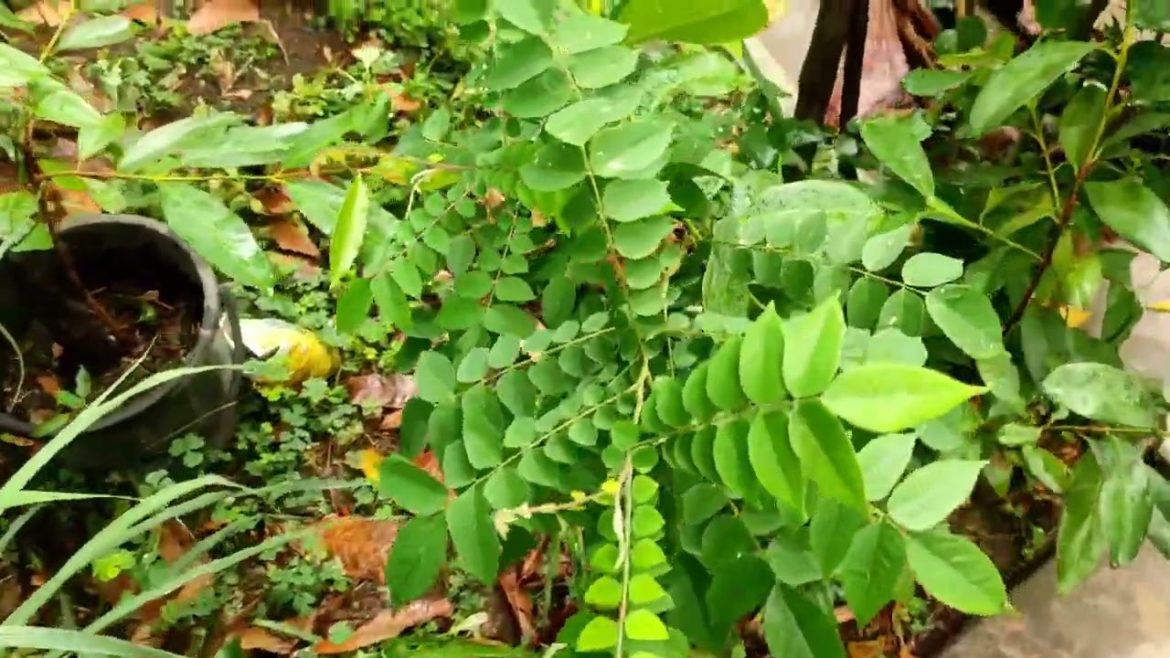 After Rain Backyard Garden Over View After Rain Backyard Garden Over View
