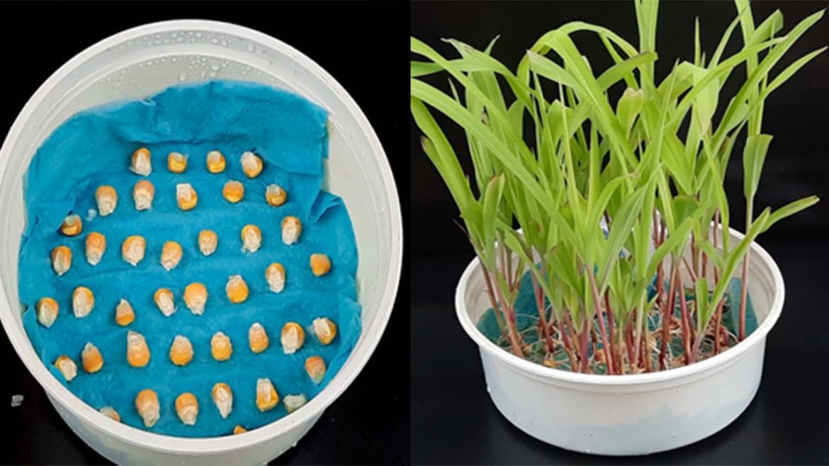 How to Grow Sweet Corn Plants at Home from Seeds in a Container