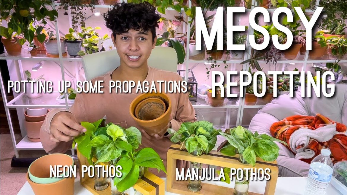 We are never going to this nursery ever again! Repotting Chi Chat 💬🪴✨ w/ Bf 🥰 We are never going to this nursery ever again! Repotting Chi Chat 💬🪴✨ w/ Bf 🥰