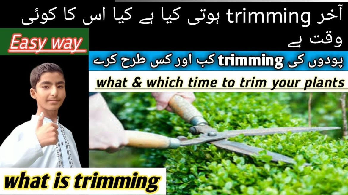 Trimming Plants the RIGHT Way/ trimming & pruning plants | @Gardening tips