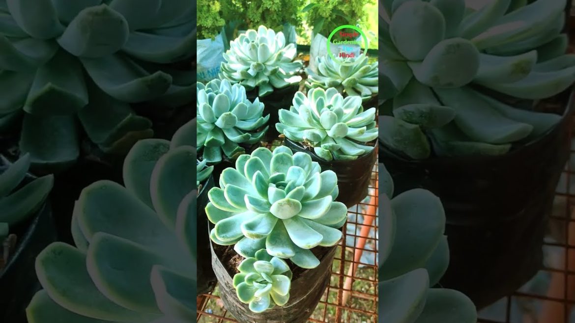 Different Types Succulents plants Echeveria Runyonii Simple Gardening Tips #shorts #shortsvideo Different Types Succulents plants_ Echeveria Runyonii _Simple Gardening Tips #shorts #shortsvideo