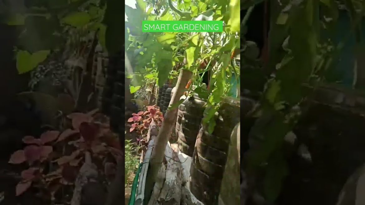 Gardening Tips #shorts #vlogs #gardening #ideas #tomatoes