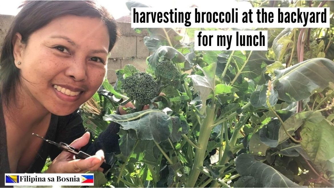Cooking Pasta with Broccoli fresh from the backyard garden | Preskong gulay sa likod bahay