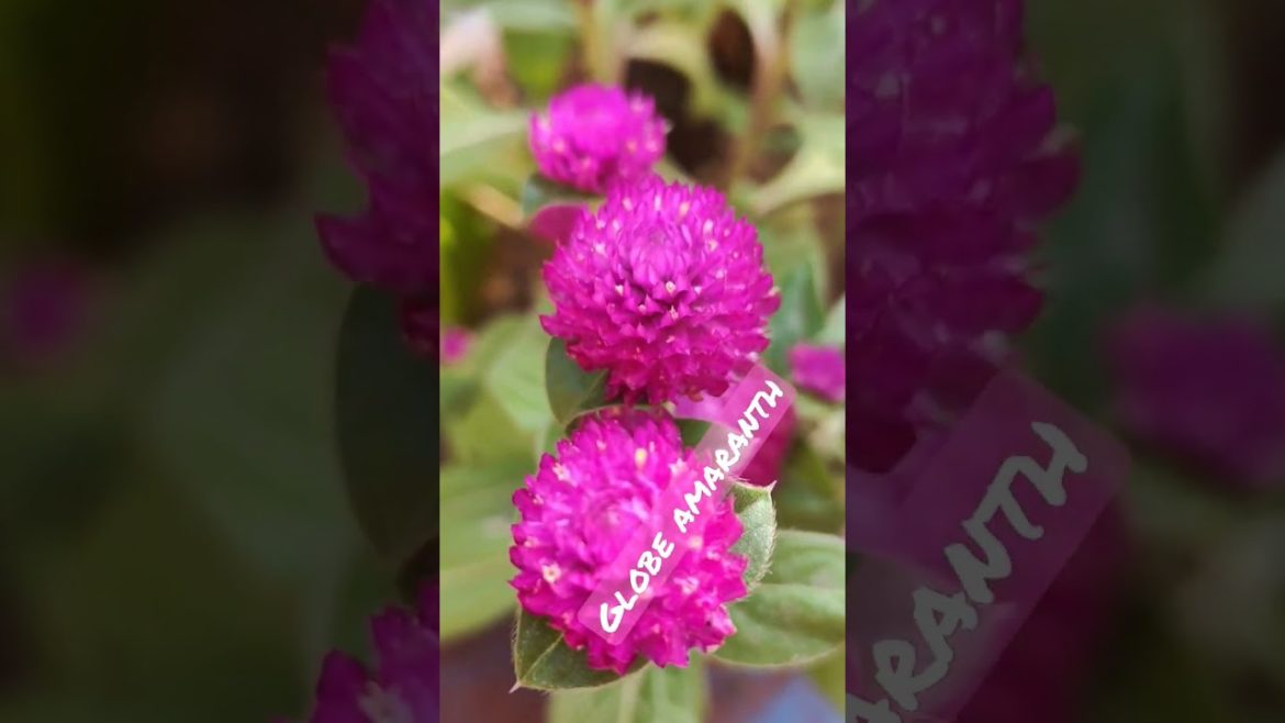 globe amaranth|गोम्फ्रेना फूल|ornamental gardenplant|pink showy spherical flower clusters #shorts globe amaranth|गोम्फ्रेना फूल|ornamental gardenplant|pink showy spherical flower clusters #shorts