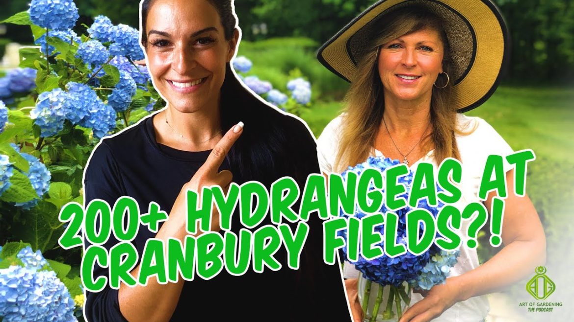 Hydrangea Talk with Kelly Lehman | Art of Gardening