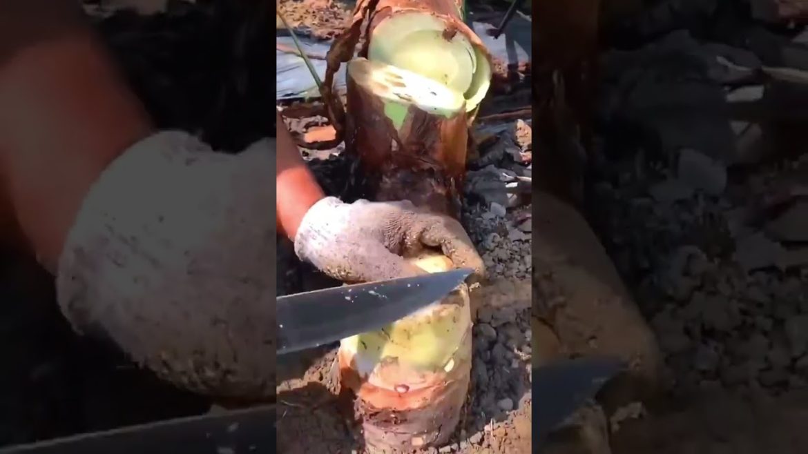 It's water Taro #shorts #gardener #harvest It's water Taro #shorts #gardener #harvest