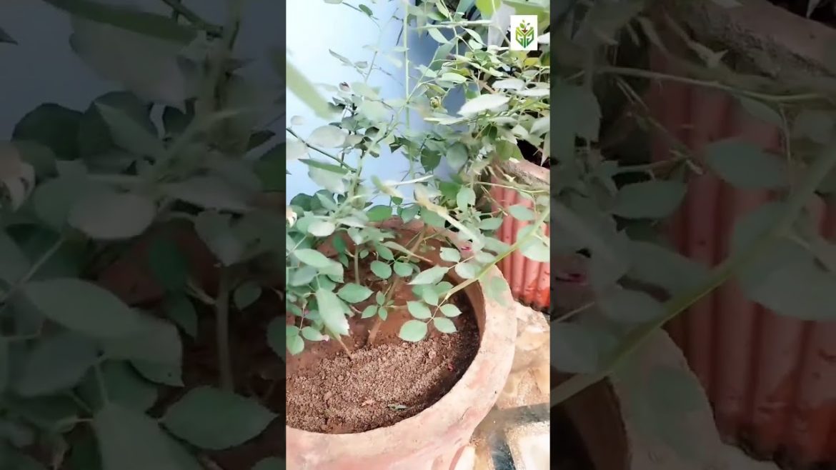 Home garden design by GYG #shorts #homegarden