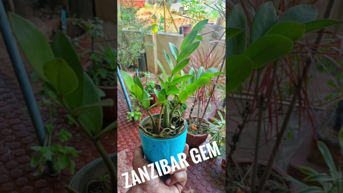 INDOOR GARDEN PLANTS THAT ARE EASY TO GROW #gardening #indoorplants #gardeningtips