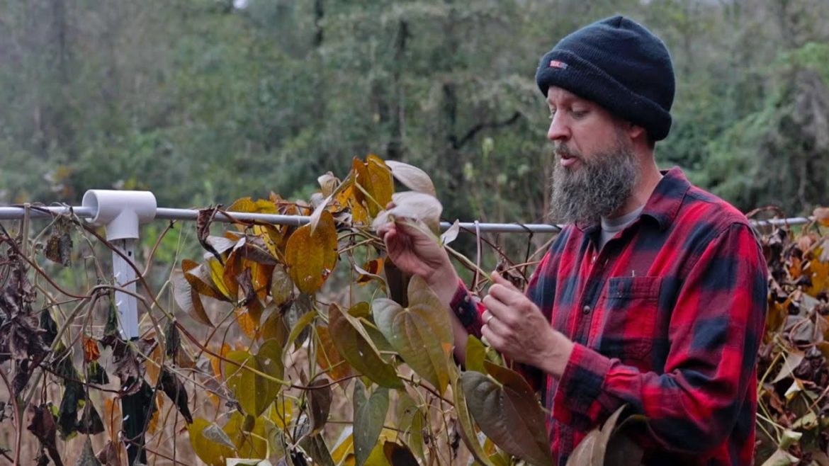 Harvesting a Survival Root Crop Most Americans have NEVER SEEN EVER AT ALL (SPOILER: True Yams)