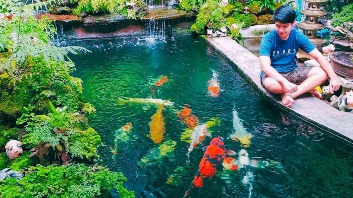 Daily Routine With Jumbo Koi Fishes in Backyard Garden Koi Pond