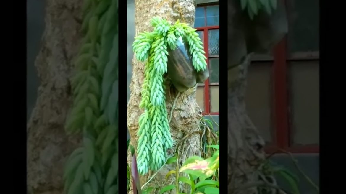 #burro'stail/#succulent #shorts #gardeningtips/#shorts #burro'stail/#succulent #shorts #gardeningtips/#shorts