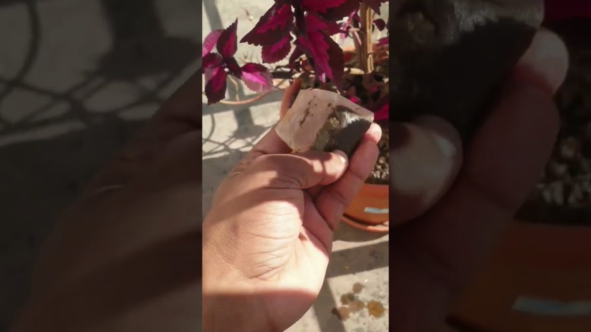 Gardening Tips and Trick|| Easy Manure for your garden plants