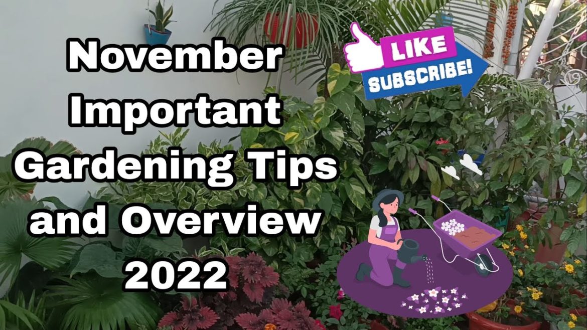 November Important Gardening Tips and Overview 2022. || Yash Ki Bagiya