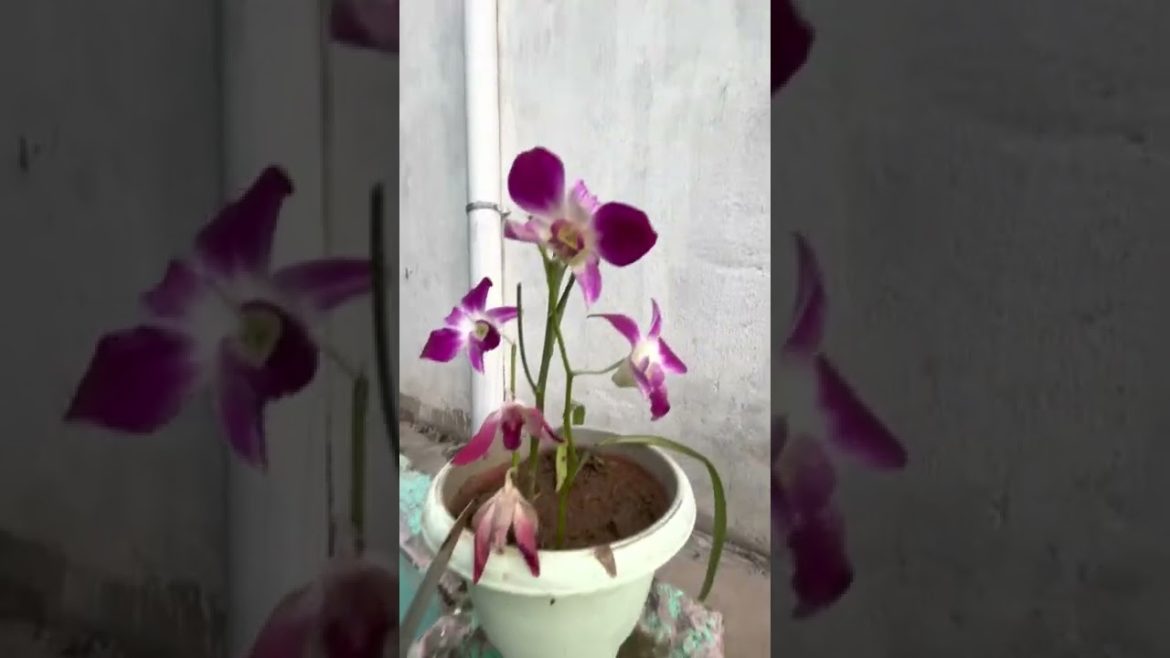 Home Garden Tour at My Fried home