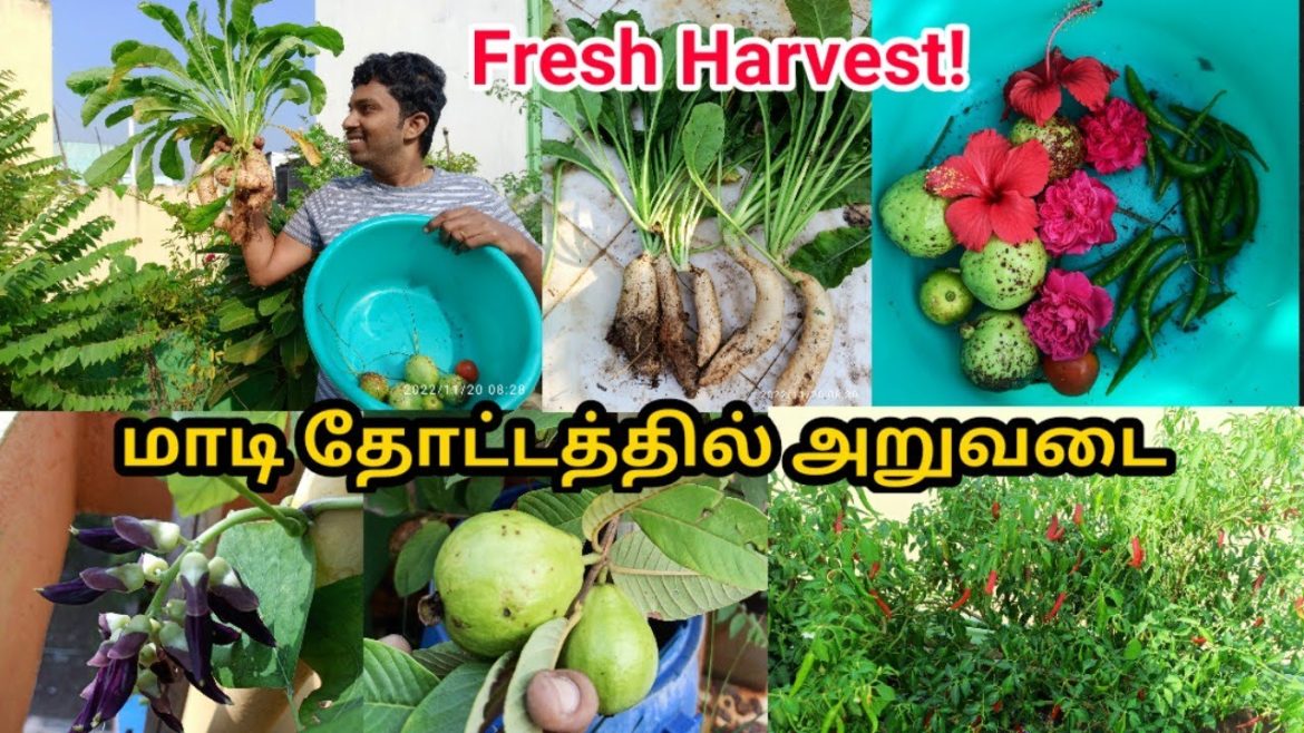 மாடி தோட்டம் அருவடை || Terracegarden harvest 2022 @pasumaiveedu terrace garden மாடி தோட்டம் அருவடை || Terracegarden harvest 2022 @pasumaiveedu terrace garden