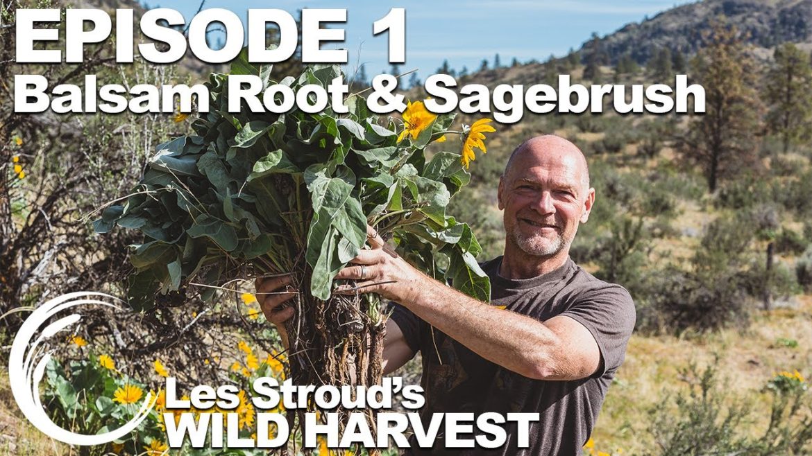 Wild Harvest | Season 2 | Episode 1 | Balsamroot & Sagebrush | Les Stroud | Survivorman